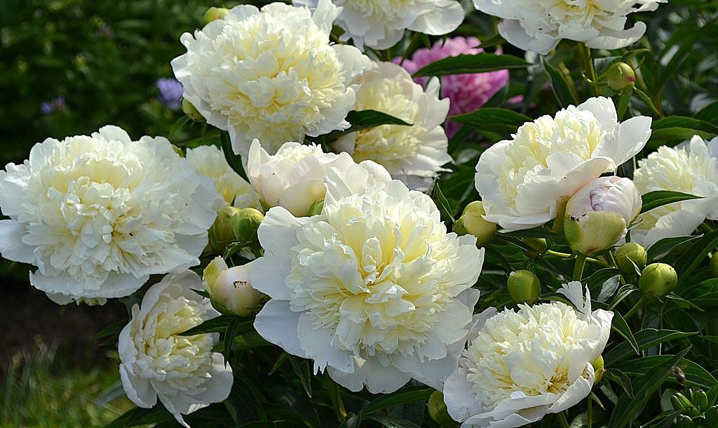 Пион дюшес фото и описание отзывы Пион Герцогиня Немур Paeonia Duchesse De Nemours Юлин сад