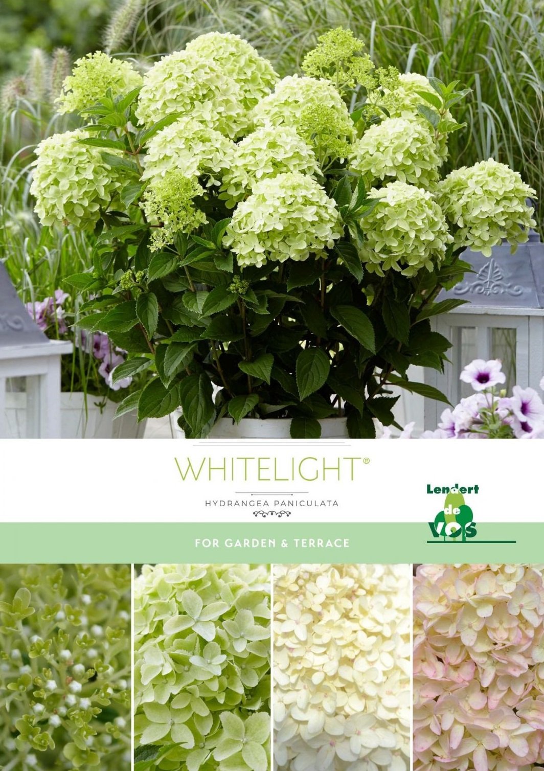 Гортензия whitelight описание и фото