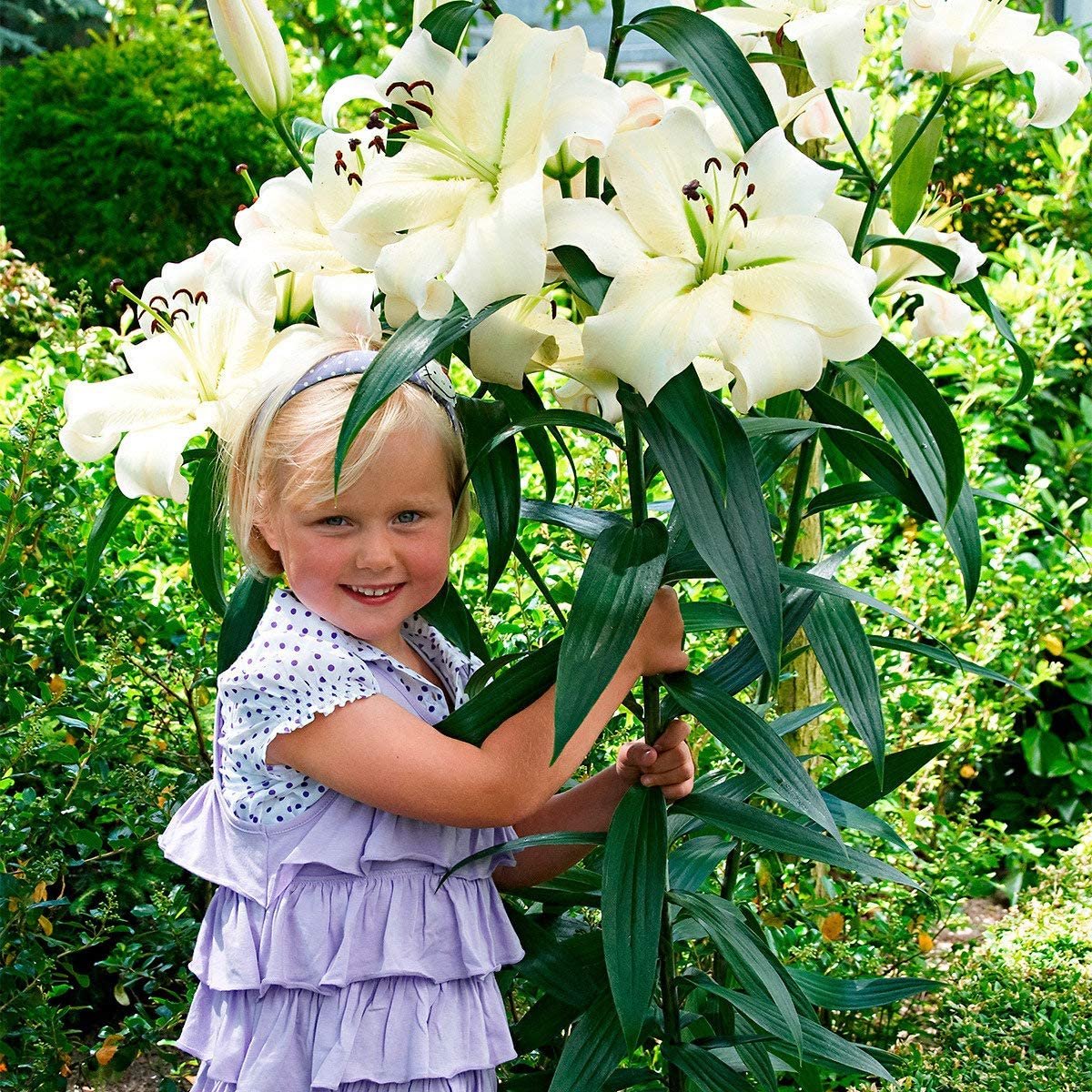 Лилия Замбези ОТ-гибрид Lilium Zambesi OT hybrid (2шт)разбор 18/20 ...