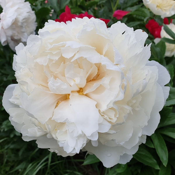 Пион боул оф крим фото Пион Боул оф Крим (Paeonia Bowl of Cream) Юлин сад