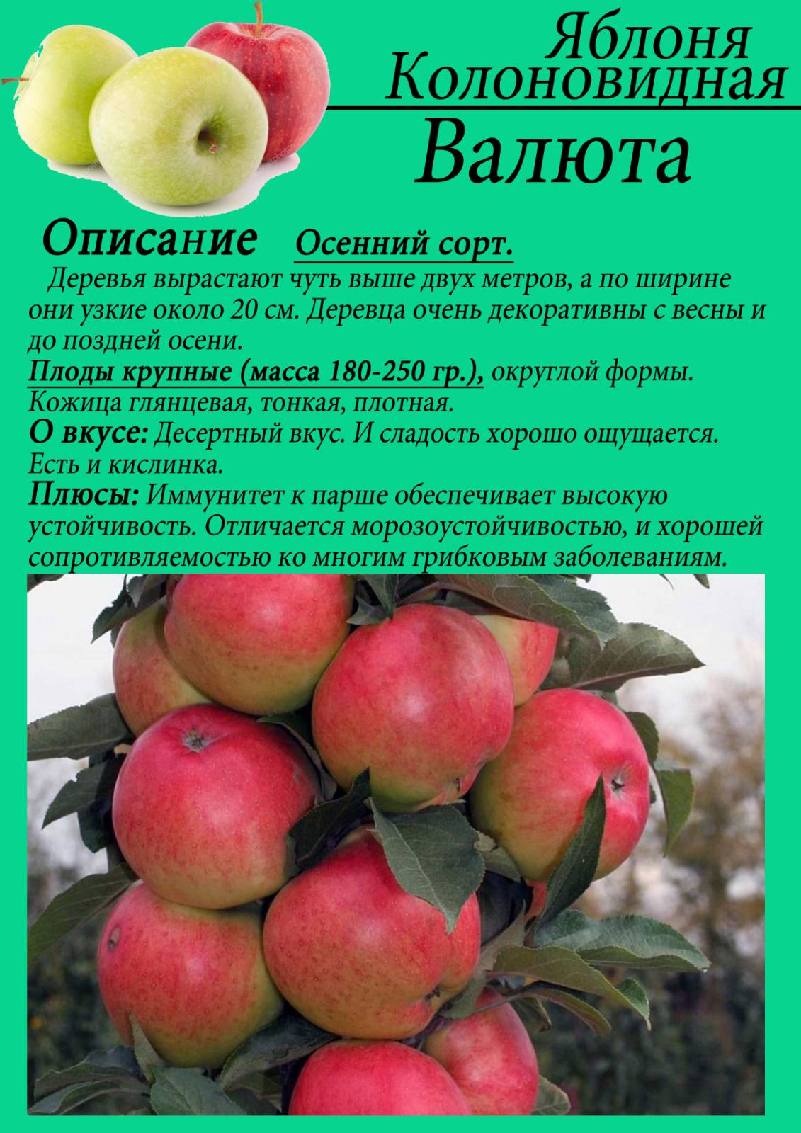 Яблоня описание сорта фото отзывы садоводов