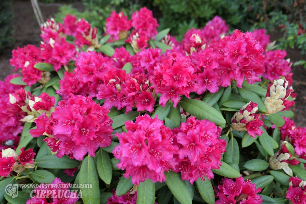 Рододендрон гибридный Дабл Кисс Rhododendron hybrid Double Kiss | Юлин сад