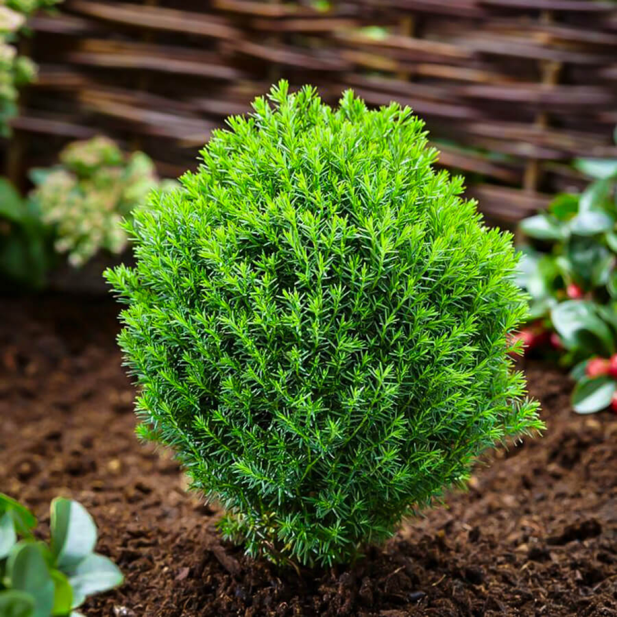 Туя западная Тедди Thuja occidentalis Teddy | Юлин сад