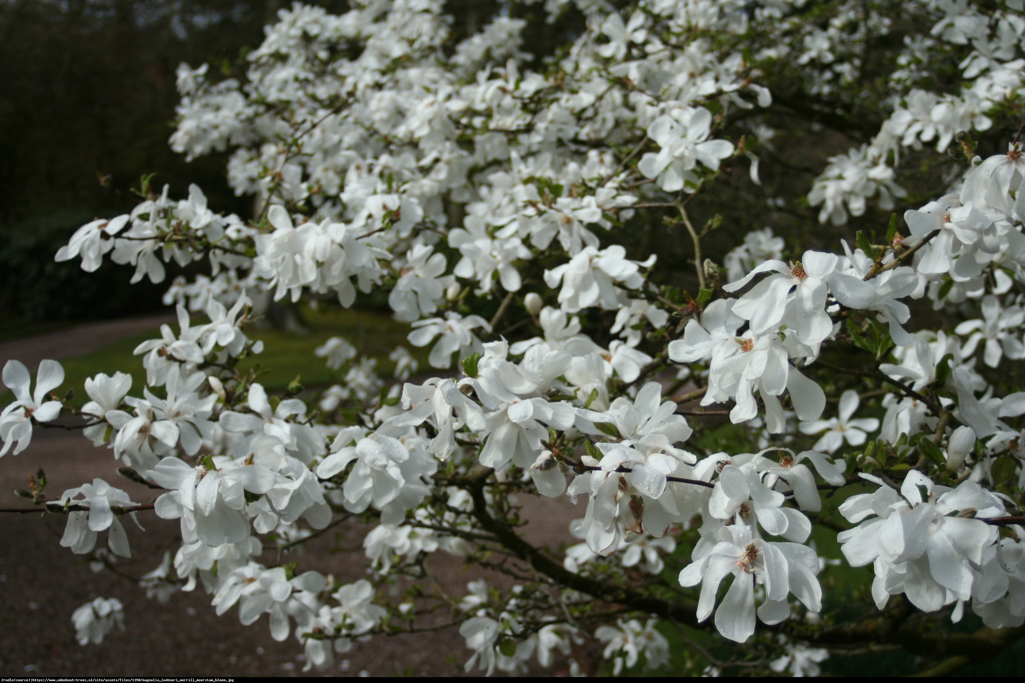 Magnolia Loebneri Mag S Pirouette Купить