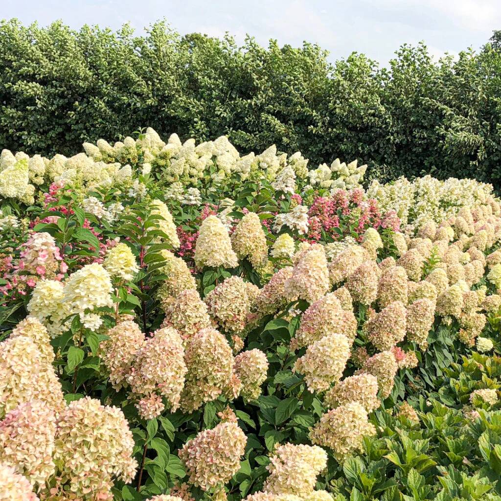 Magical andes гортензия метельчатая описание и фото Hydrangea paniculata Magical Candle Юлин сад