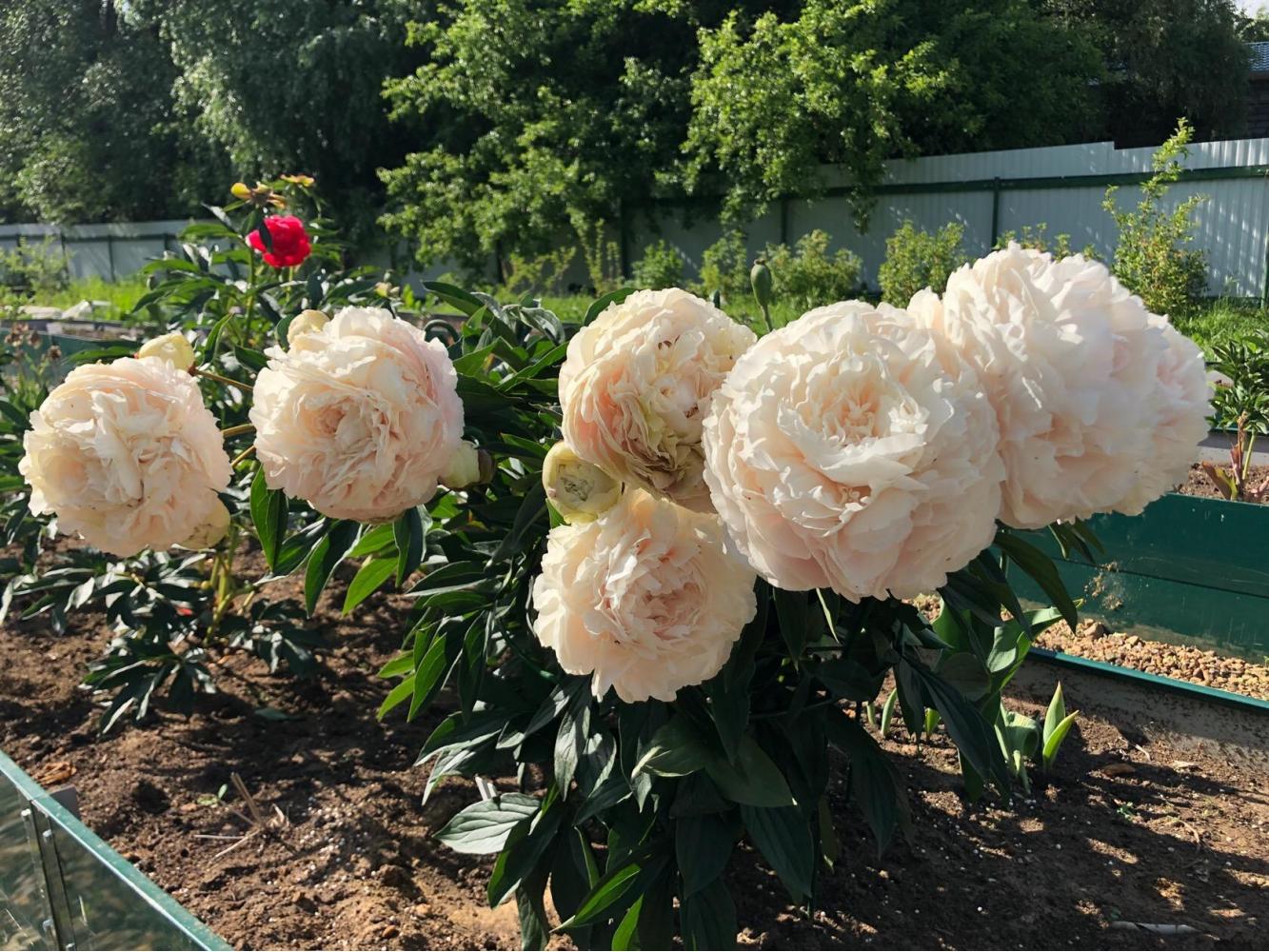 Пион соланж фото Пион Соланж (Paeonia Solange) Юлин сад