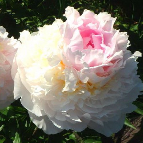 Пион Блаш Квин (Paeonia Blush Queen) | Юлин сад
