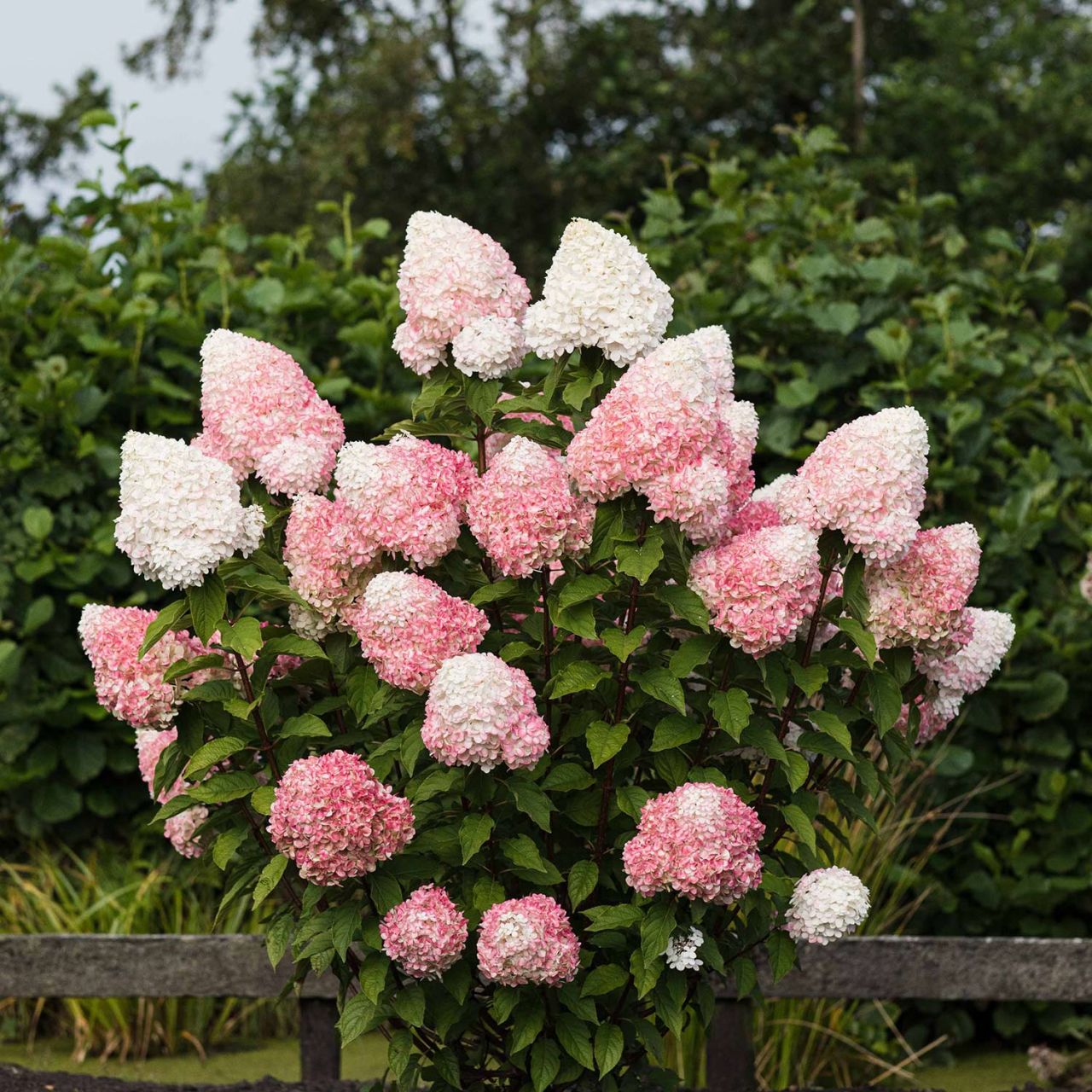 Штамбовая Гортензия метельчатая Пинк энд Роуз Hydrangea paniculata Pink ...