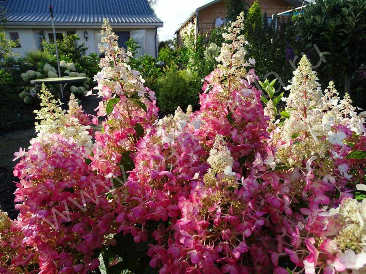 Гортензия метельчатая (Hydrangea paniculata `Candlelight`)