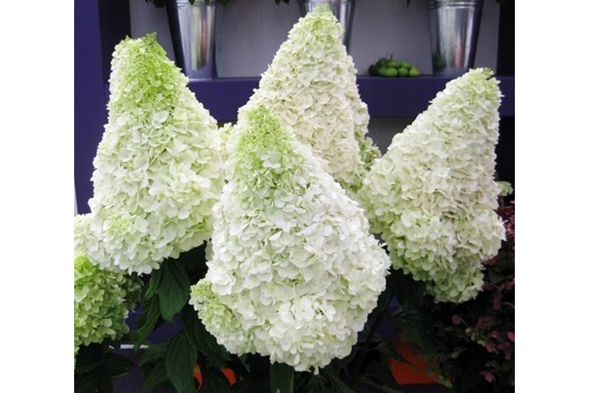 Гортензия метельчатая Полар Бир (Hydrangea paniculata Polar Bear ...